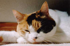 Calico Cat